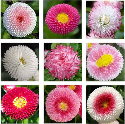 100 Pcs