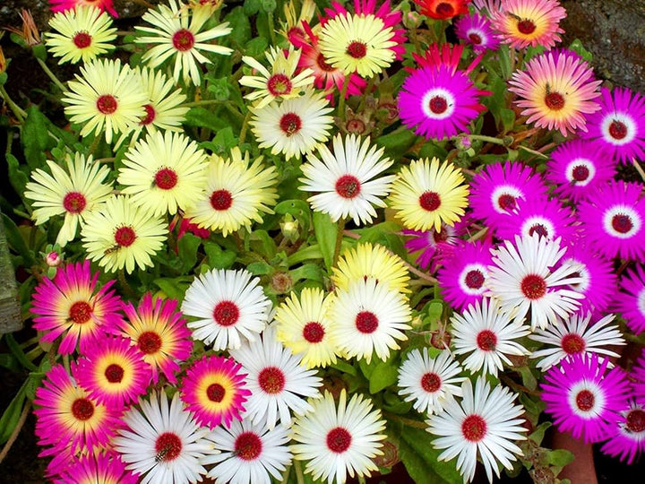 Summer Flower Seeds for Planting - 100 pcs