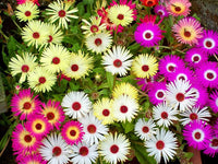 Summer Flower Seeds for Planting - 100 pcs