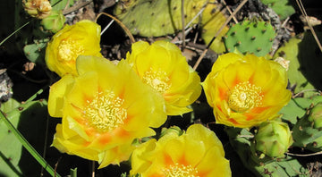 Heirloom Yellow Opuntia Flower Seeds for Planting - Beautiful Flower Seeds for Home Garden, GMO Free Seeds - Yellow for planting in home garden