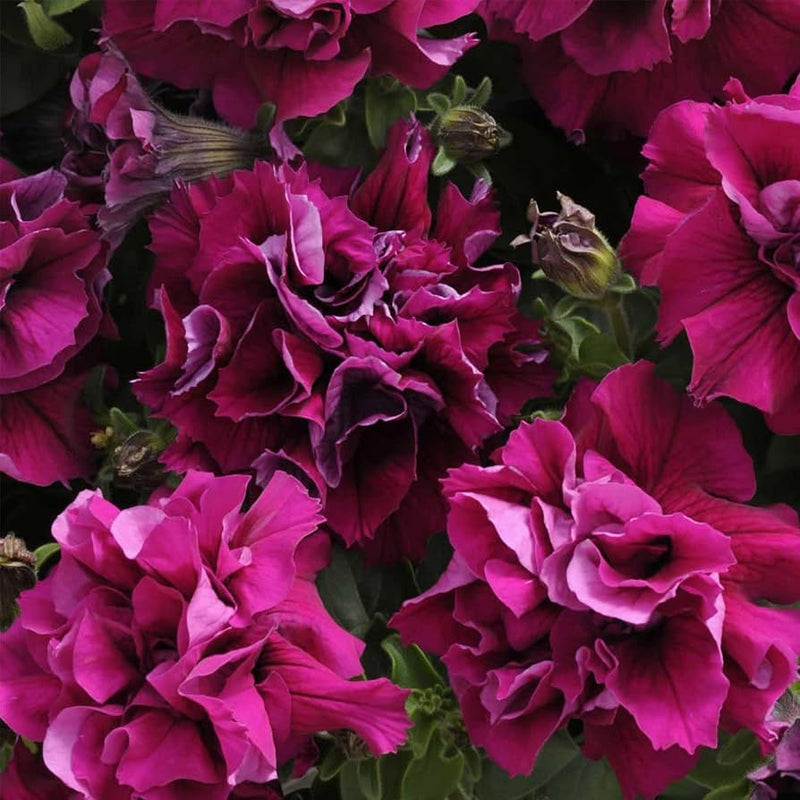 Double Pelleted Petunia Seeds for Planting - Heirloom, NON-GMO Flower Seeds - Easy to Grow