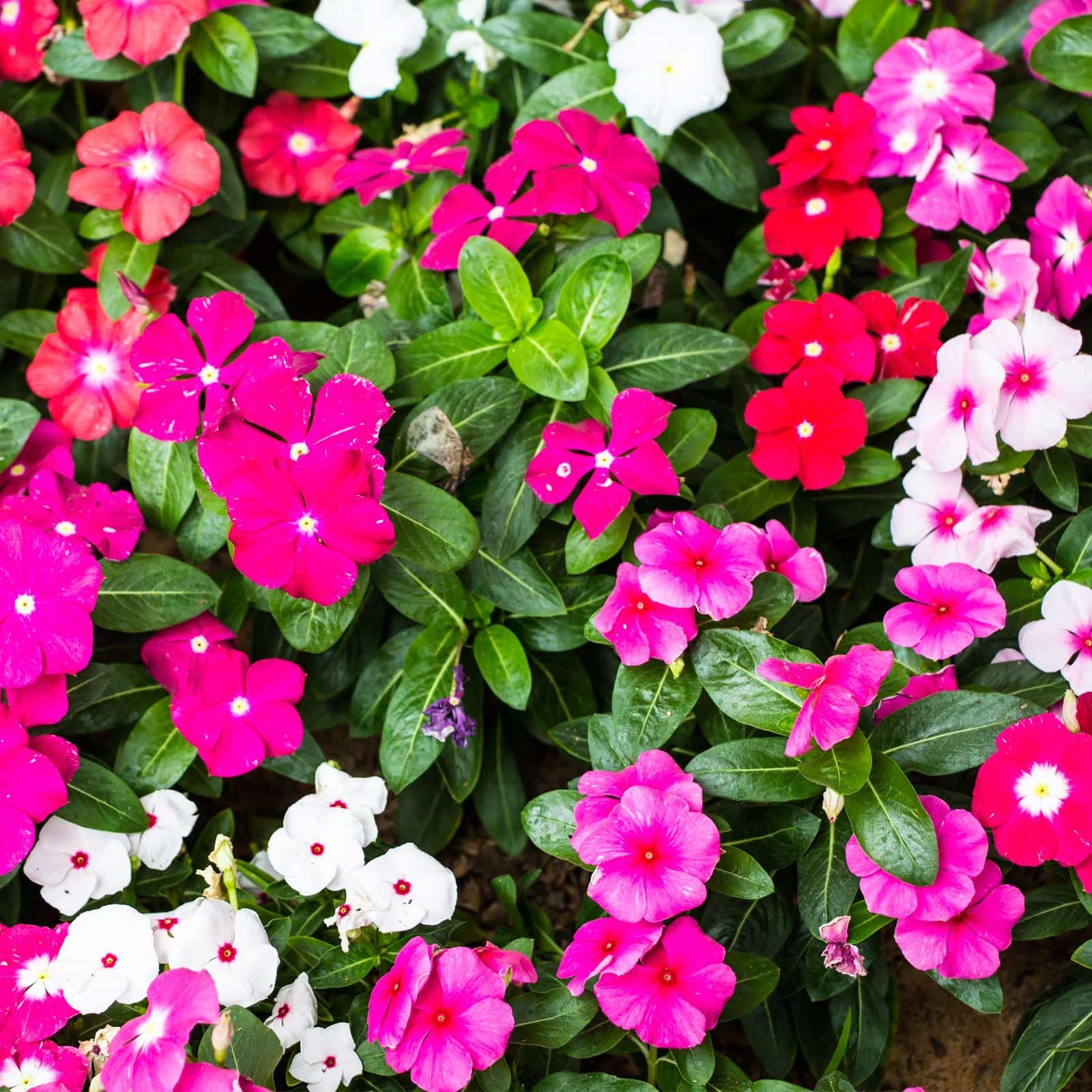 Heirloom Non-GMO Vinca Flower Seeds for Planting ƒ?? Mixed Colors, Easy-Grow Annual Blooms for planting in your garden.