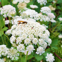 Queen Anne's Lace White Flower Seeds for Planting - NON GMO Seeds