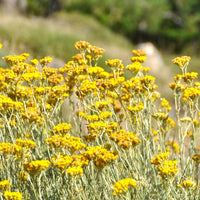 Helichrysum Italicum Plant Seeds for Planting - NON GMO Seeds