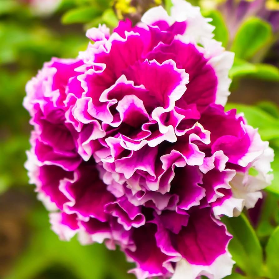 Double Pelleted Petunia Seeds for Planting - Heirloom, NON-GMO Flower Seeds - Easy to Grow