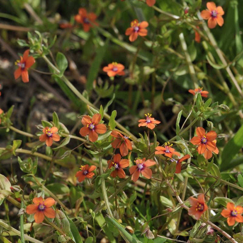Orange Pimpernel Flower Seeds for Planting - 100 pcs for planting in your garden.