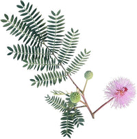 Organic Heirloom Non-GMO Mimosa Pudica (Touch-Me-Not) Seeds for Planting – Pink Blooms