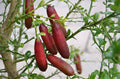 Pink Finger Lime tree growing in a home garden