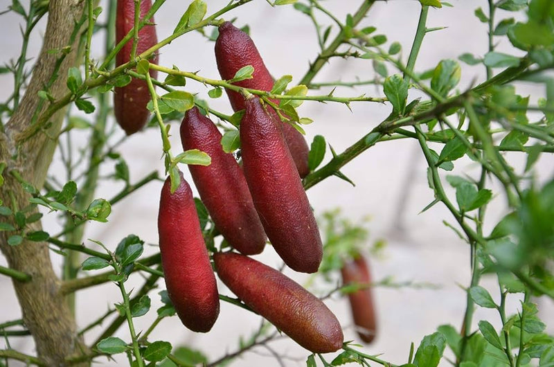 Pink Finger Lime tree growing in a home garden