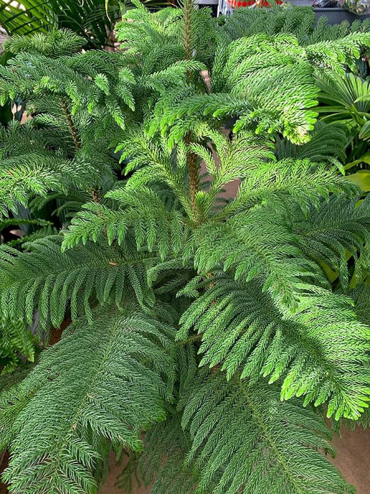Heirloom Non-GMO Araucaria Flower Seeds for Planting – Rare Evergreen Tree Seeds
