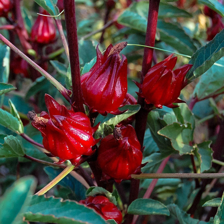 Roselle Flower Seeds for Planting - Non-GMO Heirloom Garden Seeds for Your Home Garden