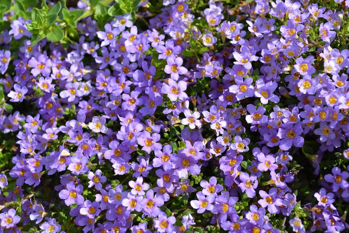 Bacopa Blutopia Flower Seeds for Planting â€“ NON GMO Seeds