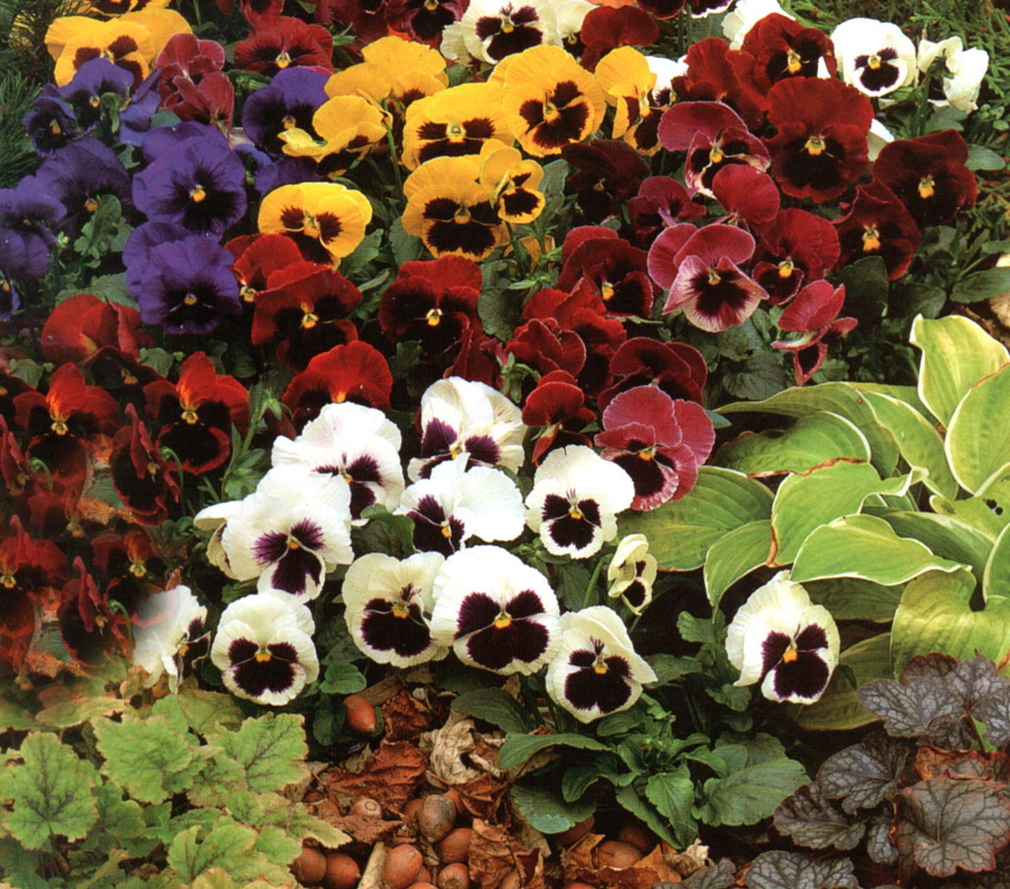 Mixed Pansy Swiss Flower Planting Seeds for Garden -NON GMO Seeds