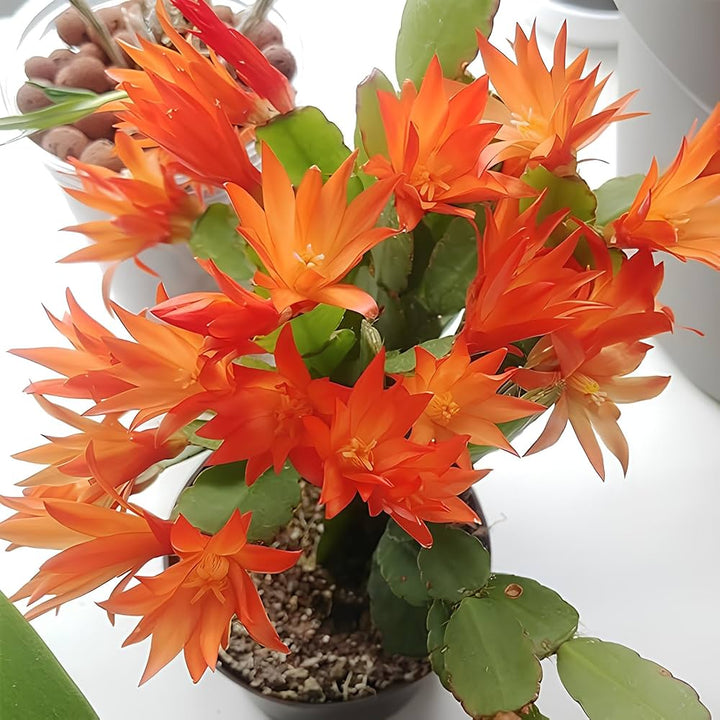 Christmas Cactus Flower Seeds for Planting - NON GMO Seeds