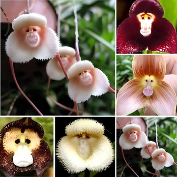 Monkey Face Light Pink Orchids Flower Seeds for Planting - Heirloom & Non-GMO Seeds for Planting