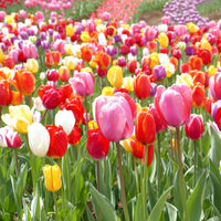 Tulip Bulbs for Planting – Indoor Perennial Tulip Mix for Colorful Garden Displays
