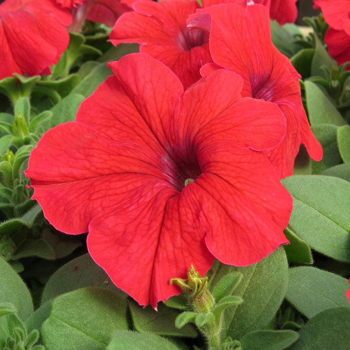 Petunia Double Madness Burgundy Flower Seeds for Planting - Heirloom, NON-GMO, Easy to Grow