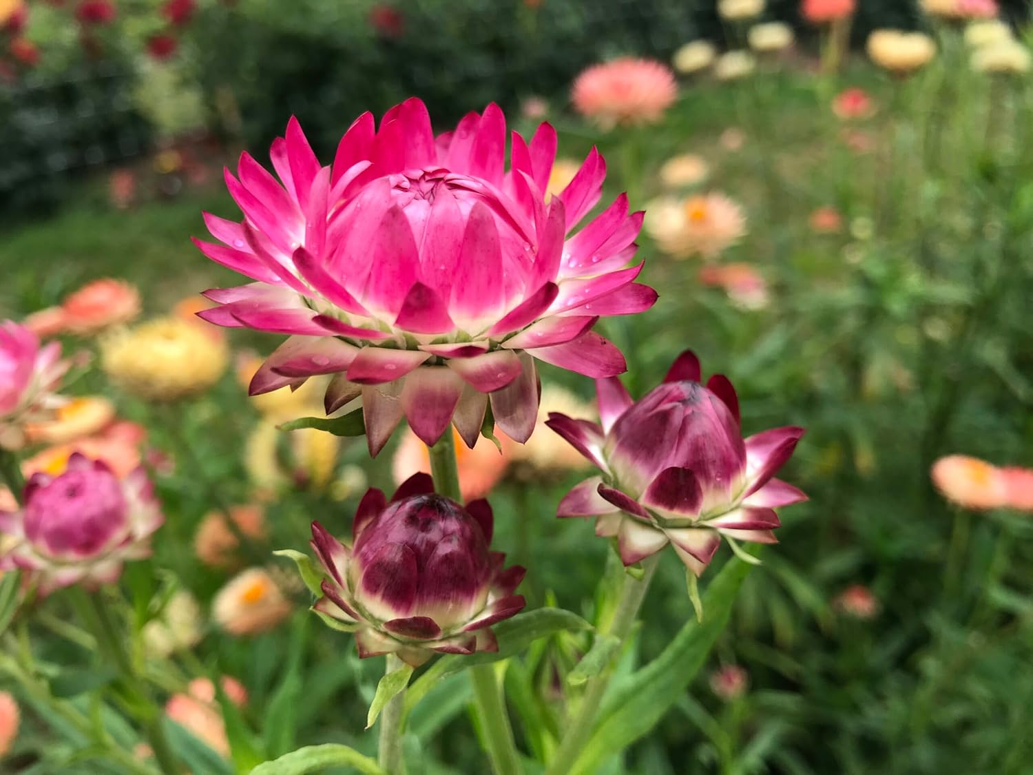 Helichrysum Bracteatum Flower Seeds for Planting - NON GMO Seeds