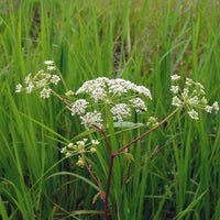 Cicuta Maculata Plant Seeds for Planting - 100 pcs for planting in your garden.