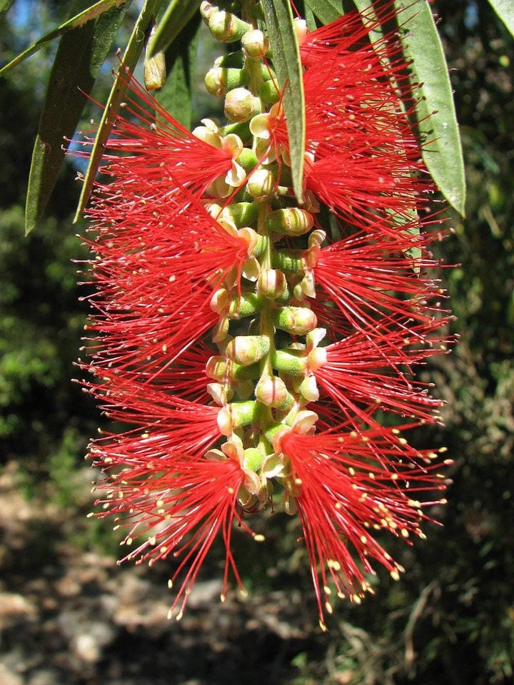 Heirloom Non-GMO Bottle Brush Flower Seeds for Planting – Vibrant GreenWill Garden Blooms
