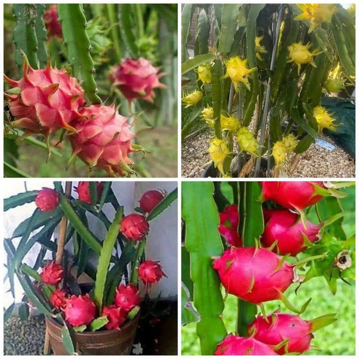 Dragon Cactus Fruit Seeds for Planting - Growing Colorful Fruits at Home, Heirloom and Non-GMO Seeds