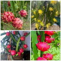 Dragon Cactus Fruit Seeds for Planting - Growing Colorful Fruits at Home, Heirloom and Non-GMO Seeds