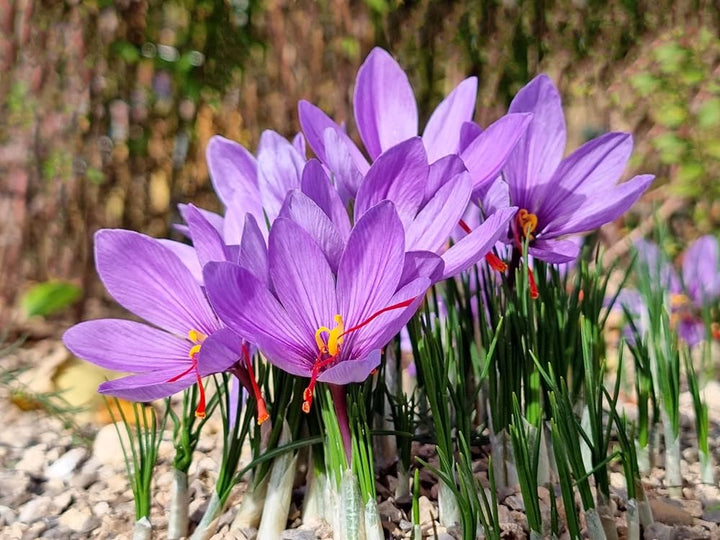 Heirloom Non-GMO Hatsuga Saffron Crocus Mixed Flower Seeds for Garden Planting ? Aromatic Rare Blooms