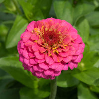 Deep Pink Zinnia Elegans Flower Seeds for Planting – Vibrant, Non-GMO Heirloom Seeds