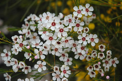 100 Pcs