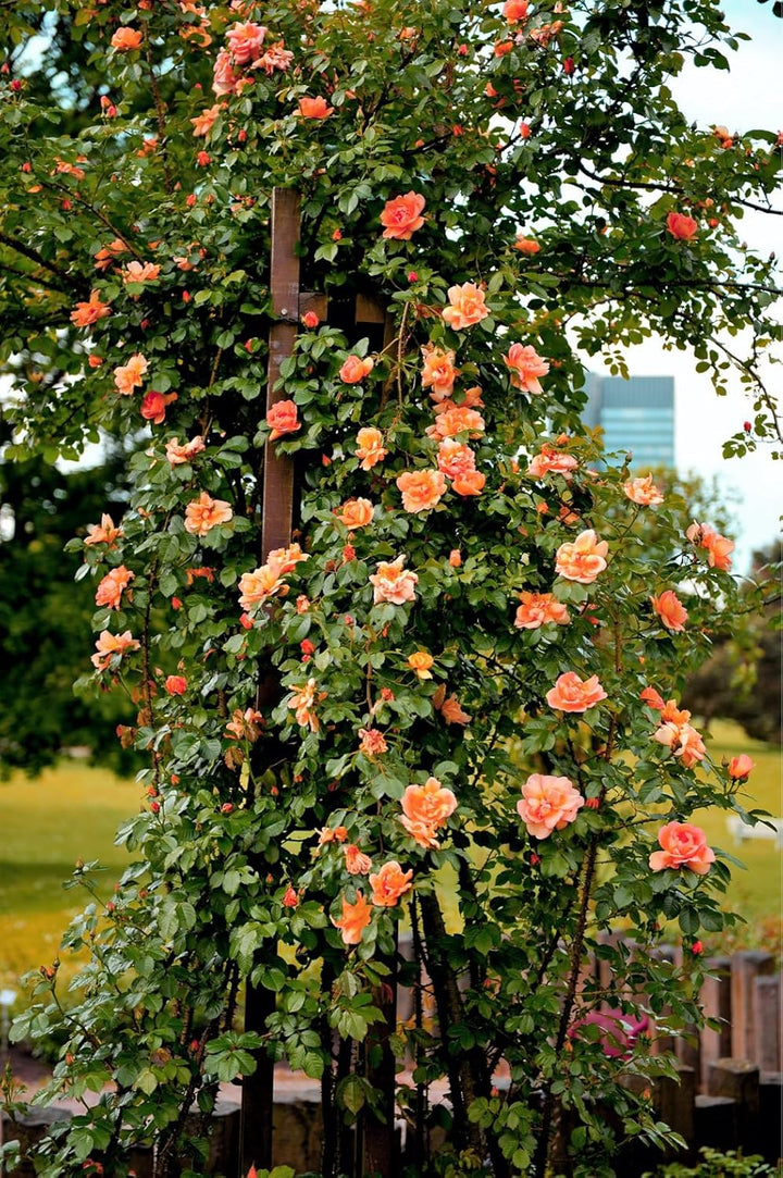 Light Orange Climbing Rose Seeds for Planting - Heirloom & Non-GMO Seeds for Home Garden, 100 pcs