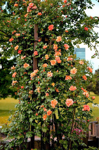 Light Orange Climbing Rose Seeds for Planting - Heirloom & Non-GMO Seeds for Home Garden, 100 pcs