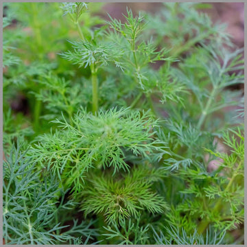Green Dill Herb Plant Seeds for Culinary and Aromatic Gardens Scientific Name Placeholder for planting in home garden