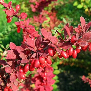 Red Pyracantha Fortuneana Plant Seeds for Planting - NON GMO Seeds for planting in home garden