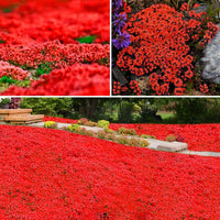 Magic Creeping Thyme Seeds for Planting – Heirloom & Non-GMO Herb Seeds
