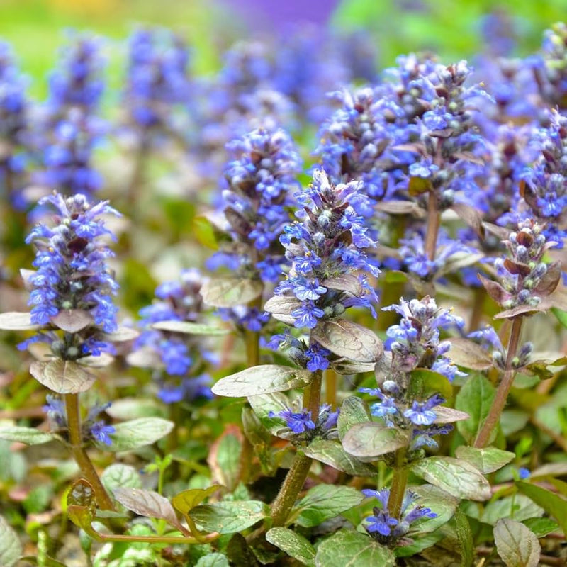 Heirloom Non-GMO Ajuga Flower Seeds – Low-Growing Ground Cover Blooms for Garden Planting