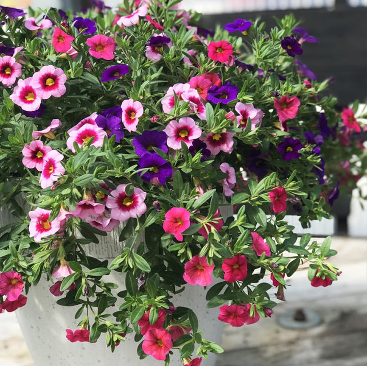 Organic Heirloom Mixed Calibrachoa Flower Seeds – Non-GMO Vibrant Seeds for Planting