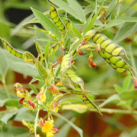 Yellow Cajanus Cajan Flower Seeds for Planting - NON GMO Seeds