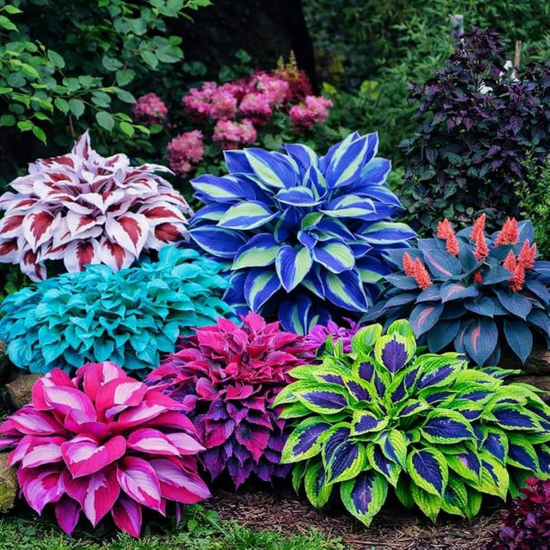 Hosta Plant Seeds Heirloom Non GMO Planting - 100 pcs