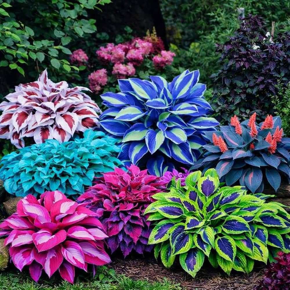 Mixed Hosta plants with lush foliage in a garden setting
