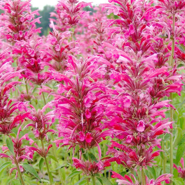 Agastache Cana Flower Seeds for Planting - NON GMO Seeds