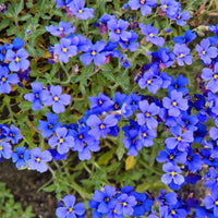 Heirloom Non-GMO Blue Cress Cascade Flower Seeds – Trailing Blooms for Garden Planting