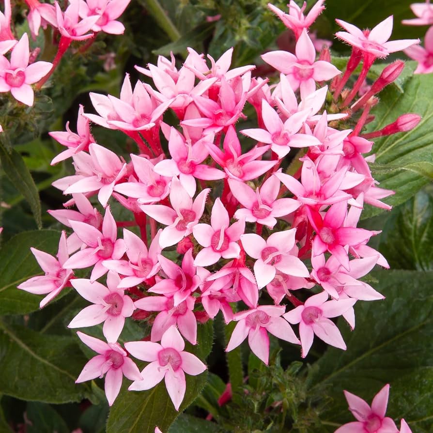 Pentas Flower Seeds – Heirloom Non-GMO Star-Shaped Blooms for Butterfly-Friendly Garden Planting