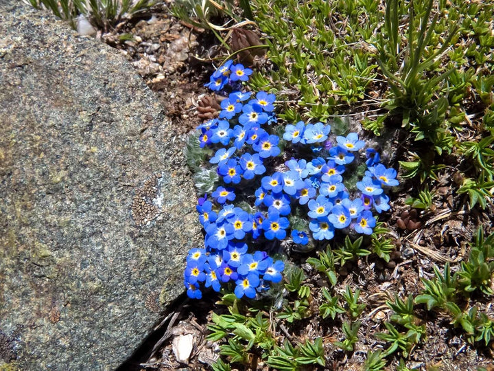 Alpine Flower Seeds for Planting - 100 pcs