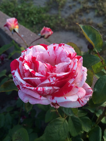 White Pink Rose Plant Seeds for Planting Non-GMO Heirloom Garden Seeds for Growing for planting in your garden.
