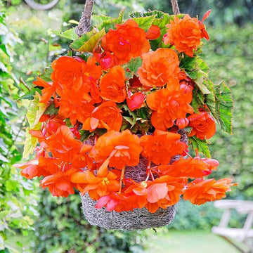 Orange Gloxinia Flower Seeds for Planting | Heirloom, Non-GMO, Organic Seeds seeds for planting in home garden