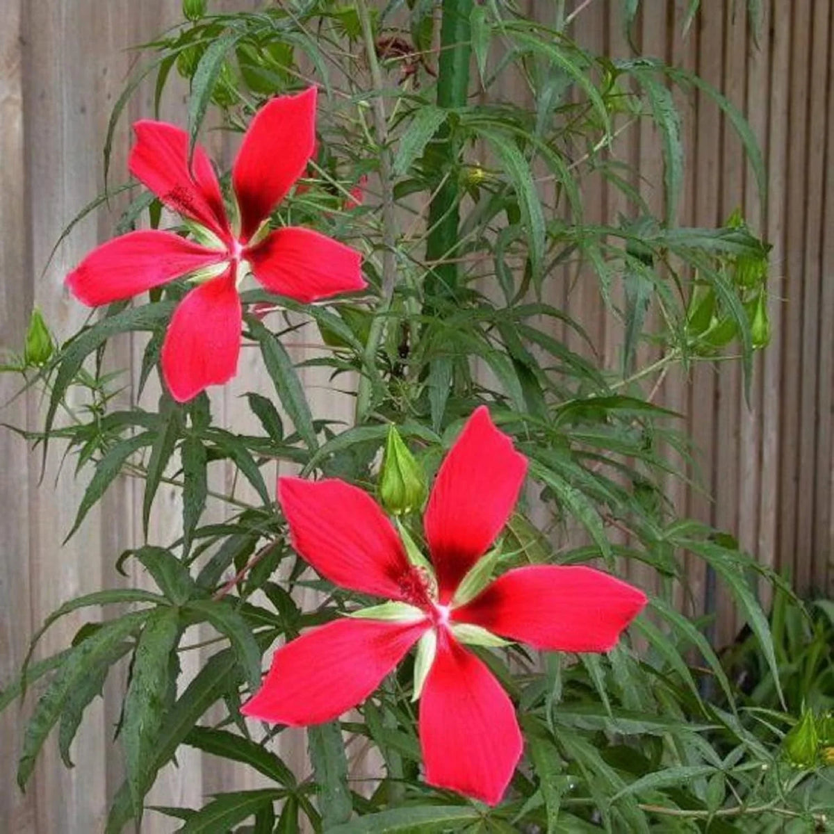 Heirloom Texas Star Hibiscus Flower Seeds – Non-GMO Flower Seeds for Planting