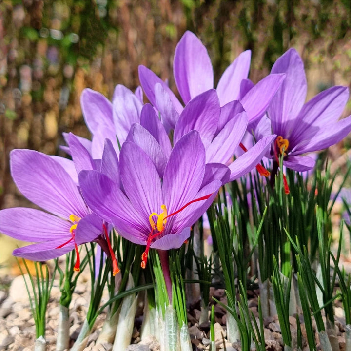 Heirloom Non-GMO Crocus Sativus Flower Seeds – Saffron Producing Blooms