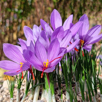 Heirloom Non-GMO Crocus Sativus Flower Seeds – Saffron Producing Blooms