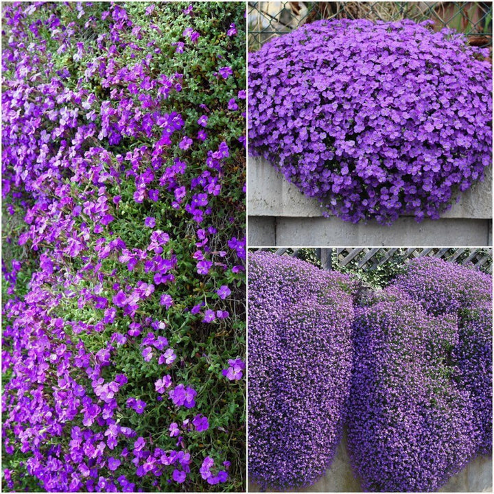 Aubretia Flower Seeds – Heirloom, Non-GMO, Colorful Ground Cover Blooms for Garden Planting