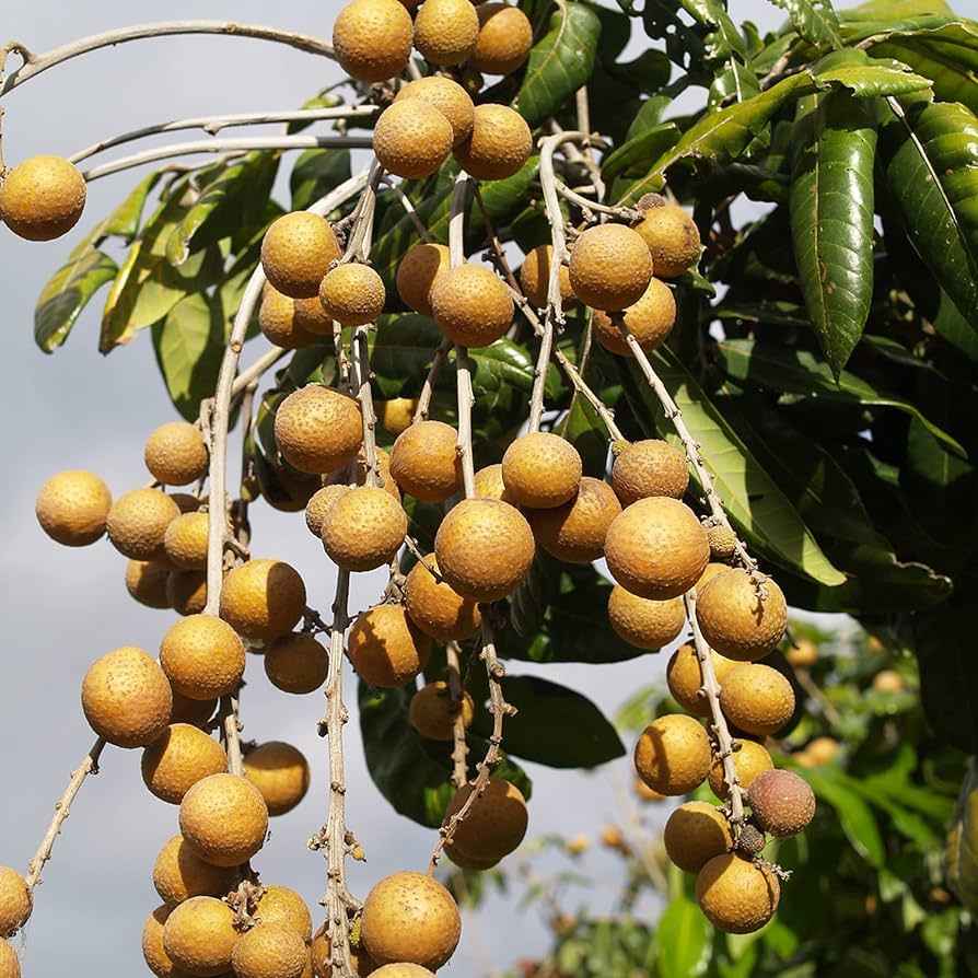 Dwarf Longan Fruit Seeds
